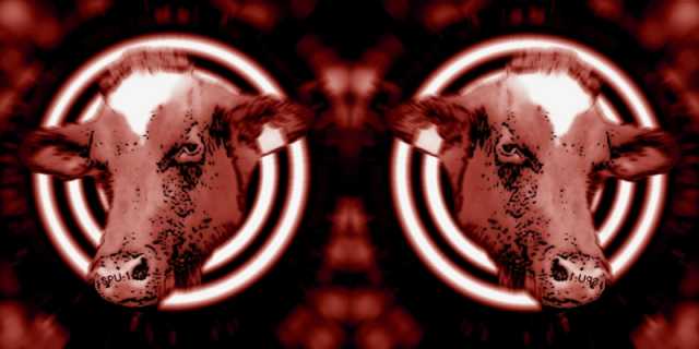 SPU1_Moo_Moo_Cow_medium_Border_lo